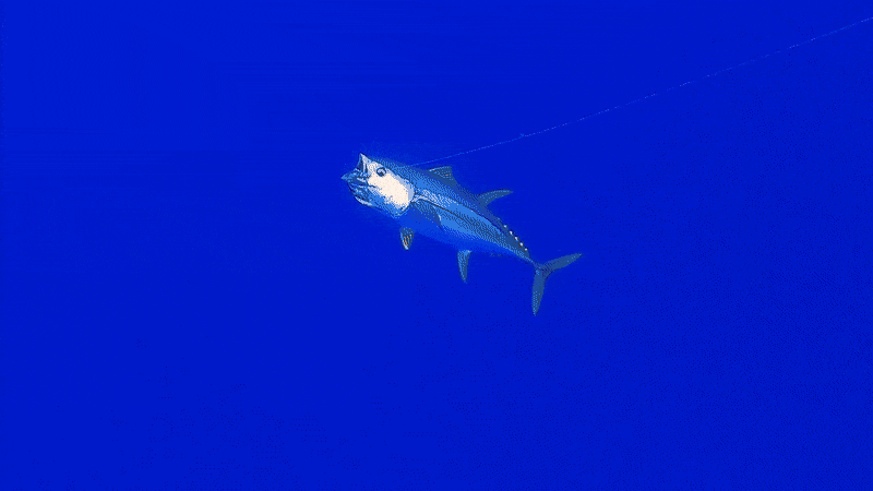 Yellowfin tuna caught on a handline in the Maldivian deep blue